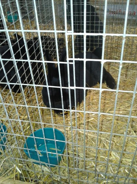 Fotografie0261 - 29---expozitie Leipzig- Germania 2018