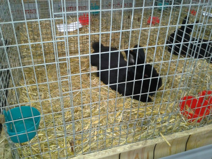 Fotografie0262 - 29---expozitie Leipzig- Germania 2018