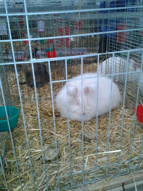 Fotografie0272 - 29---expozitie Leipzig- Germania 2018