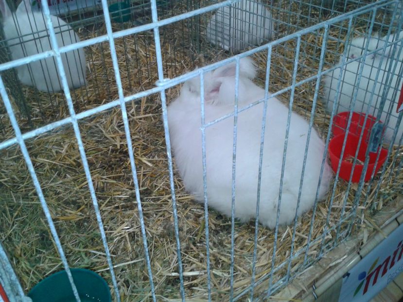 Fotografie0274 - 29---expozitie Leipzig- Germania 2018