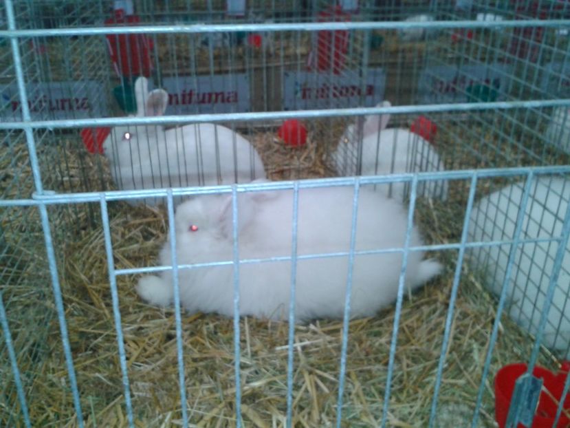 Fotografie0277 - 29---expozitie Leipzig- Germania 2018