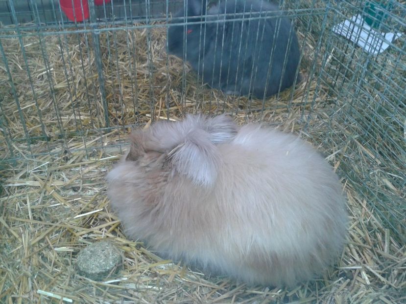 Fotografie0286 - 29---expozitie Leipzig- Germania 2018