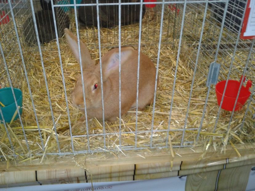 Fotografie0288 - 29---expozitie Leipzig- Germania 2018