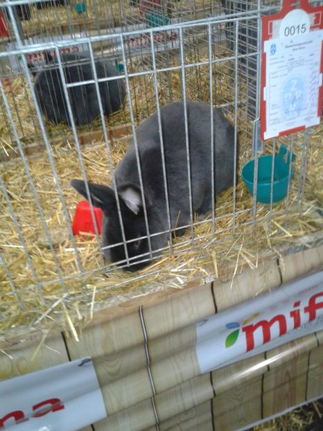 Fotografie0289 - 29---expozitie Leipzig- Germania 2018