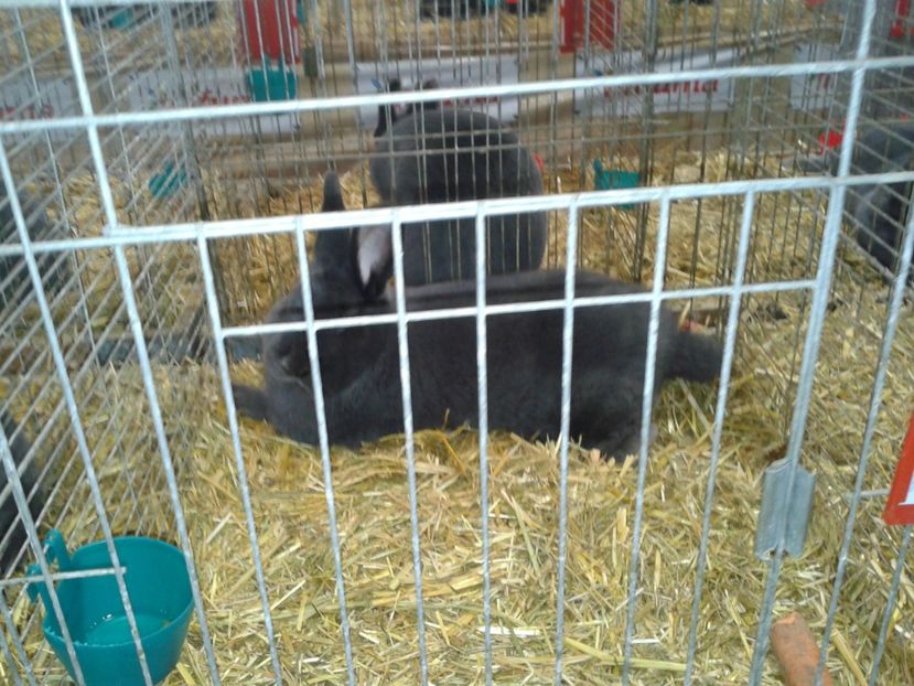 Fotografie0290 - 29---expozitie Leipzig- Germania 2018