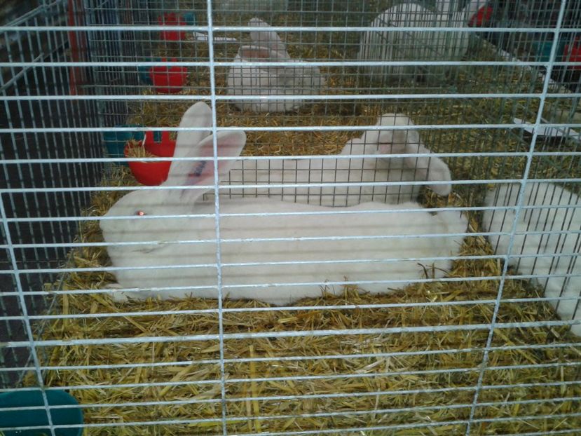 Fotografie0291 - 29---expozitie Leipzig- Germania 2018