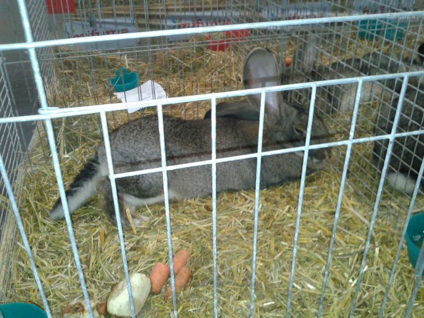 Fotografie0292 - 29---expozitie Leipzig- Germania 2018