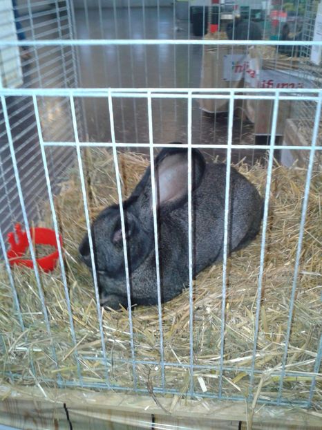 Fotografie0293 - 29---expozitie Leipzig- Germania 2018