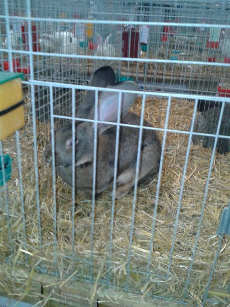 Fotografie0295 - 29---expozitie Leipzig- Germania 2018