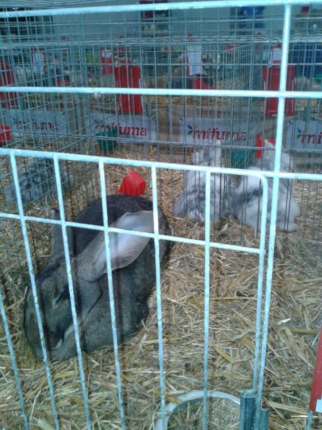 Fotografie0298 - 29---expozitie Leipzig- Germania 2018