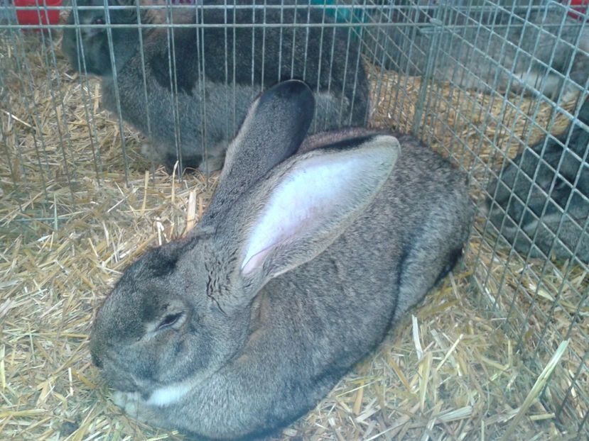 Fotografie0299 - 29---expozitie Leipzig- Germania 2018