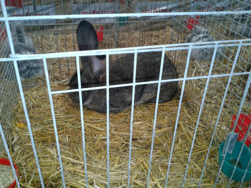 Fotografie0302 - 29---expozitie Leipzig- Germania 2018