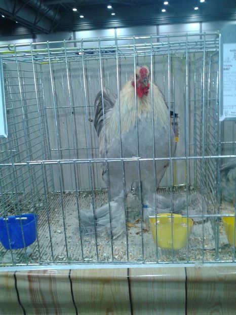 Fotografie0327 - 29---expozitie Leipzig- Germania 2018