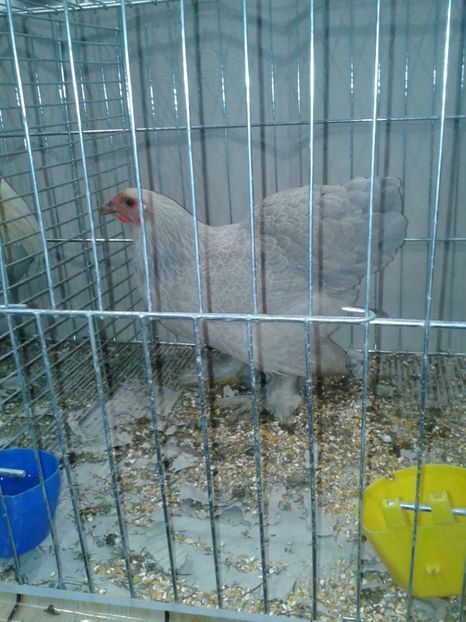 Fotografie0328 - 29---expozitie Leipzig- Germania 2018