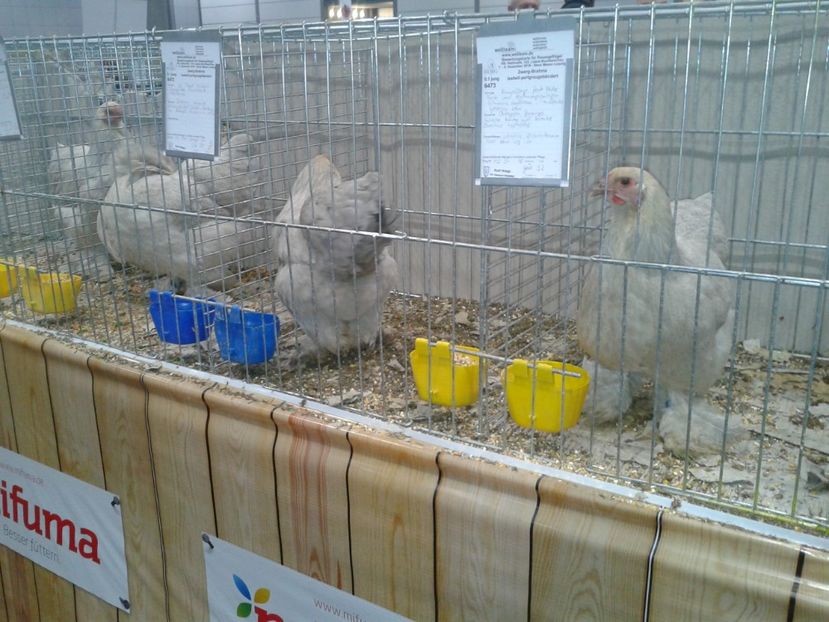 Fotografie0330 - 29---expozitie Leipzig- Germania 2018