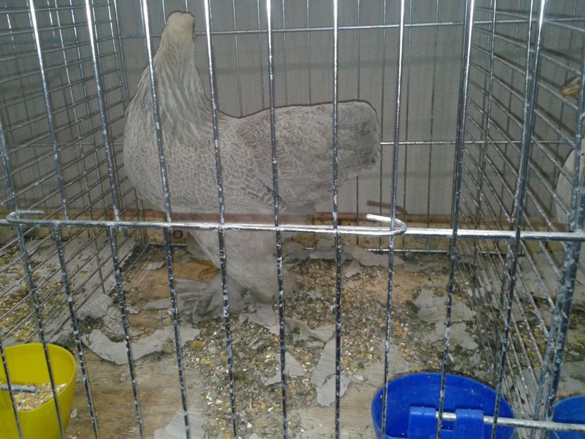 Fotografie0331 - 29---expozitie Leipzig- Germania 2018