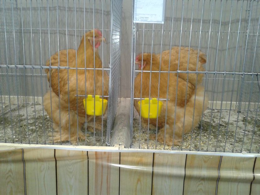 Fotografie0342 - 29---expozitie Leipzig- Germania 2018