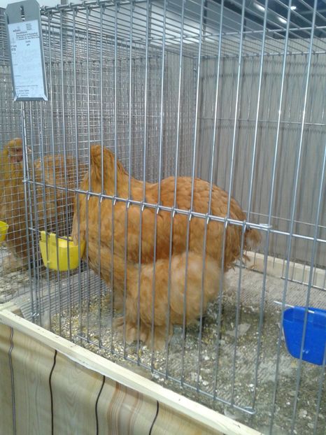 Fotografie0343 - 29---expozitie Leipzig- Germania 2018