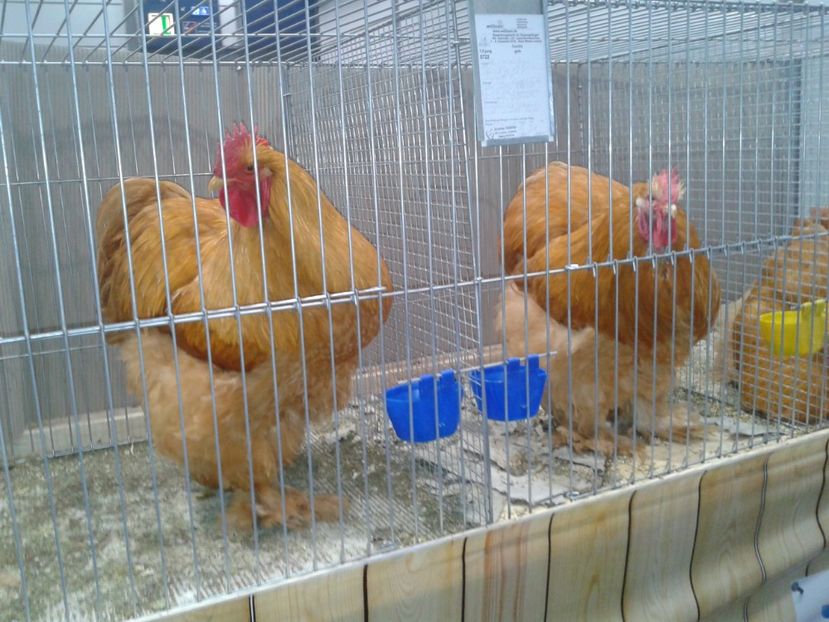 Fotografie0346 - 29---expozitie Leipzig- Germania 2018