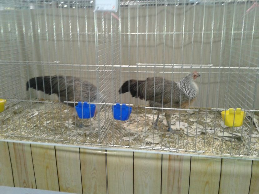 Fotografie0374 - 29---expozitie Leipzig- Germania 2018