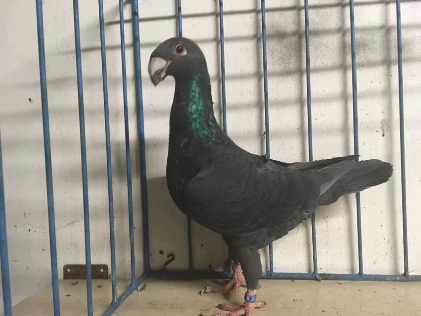  - germani femele 2019