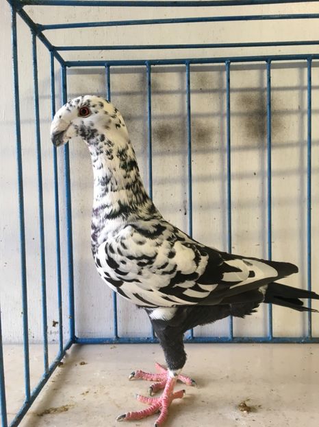  - germani femele 2019