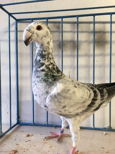  - germani femele 2019