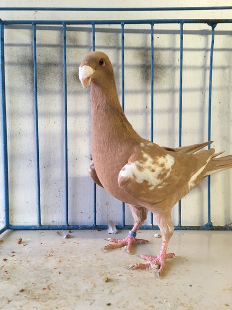  - germani femele 2019