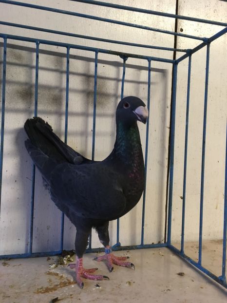  - germani femele 2019