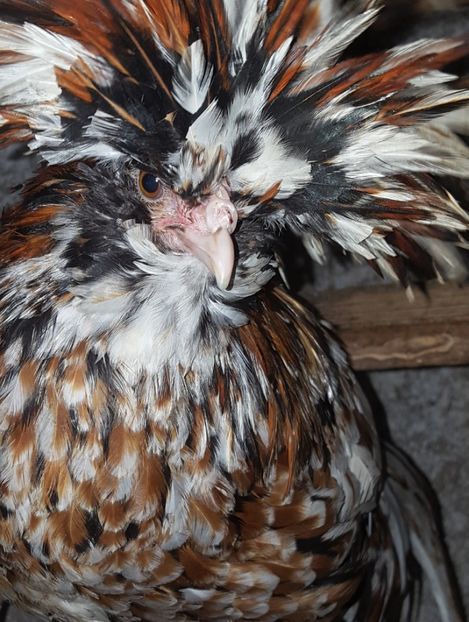  - A- Paduana Porțelan 2019-2020