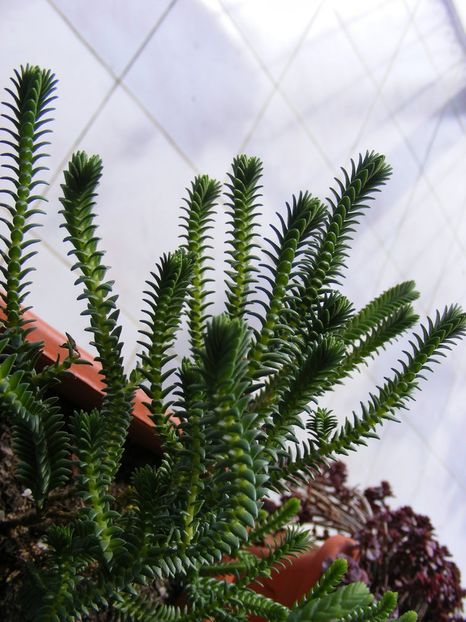 3319627905_0e724d784a_b - Dorite