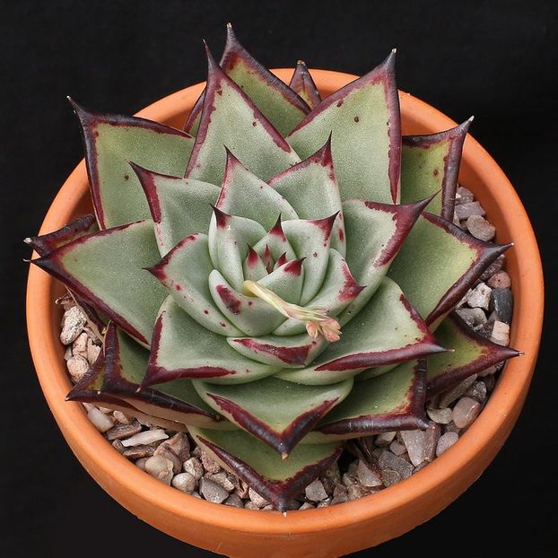 33191587316_2910874e32_b - Dorite