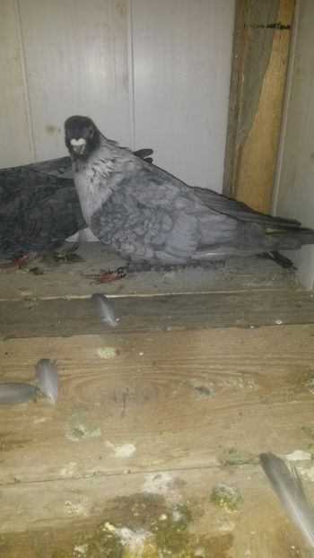 FE mea 2017 - 15 Swift egiptean