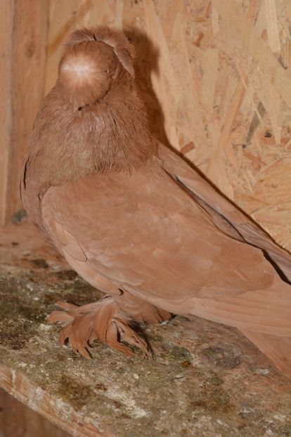 Mascul 2015 - Matca Castanii Rosii Galbeni Negrii 2019