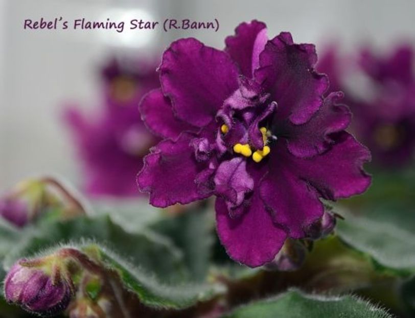  - Rebel s Flaming Star