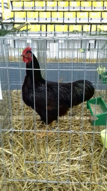 IMG-20181221-WA0012 - RHODE ISLAND