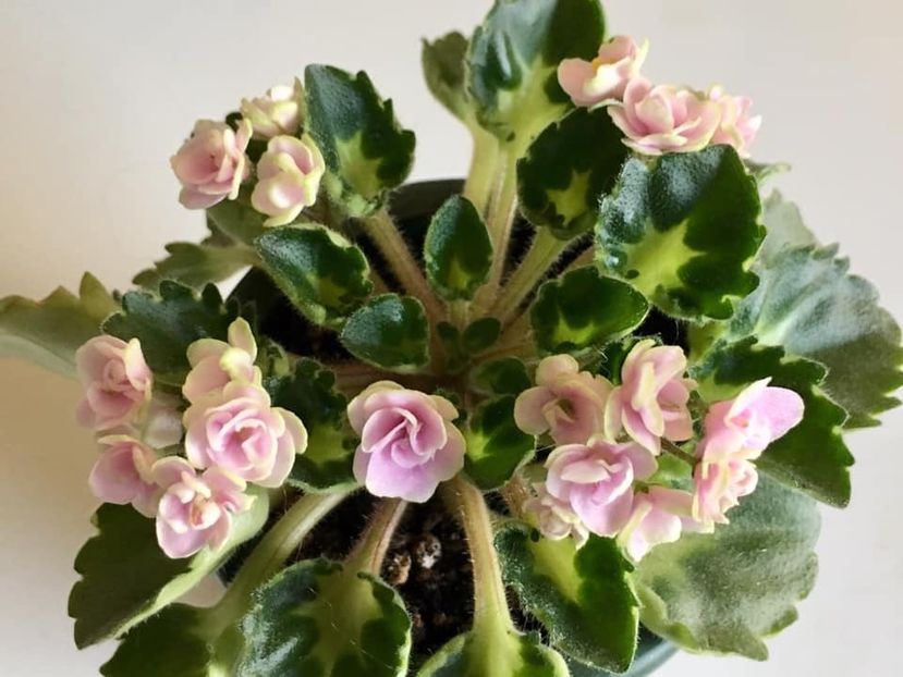 Petite Blarney - AA Violete in colecție poze net