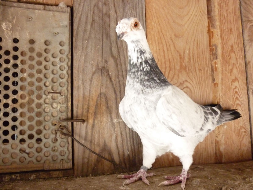 F-2014 - Voiajori stil vechi 2019