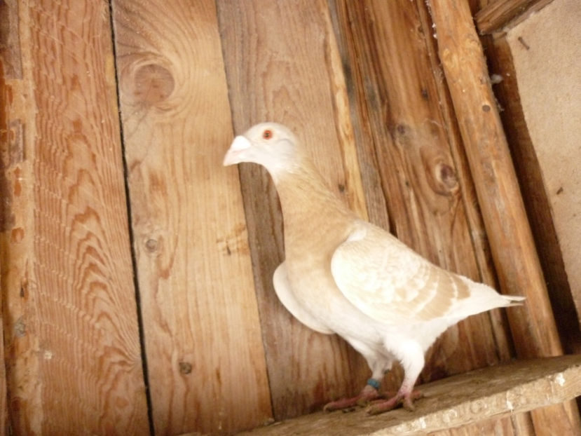 P1180620 - Voiajori stil vechi 2019