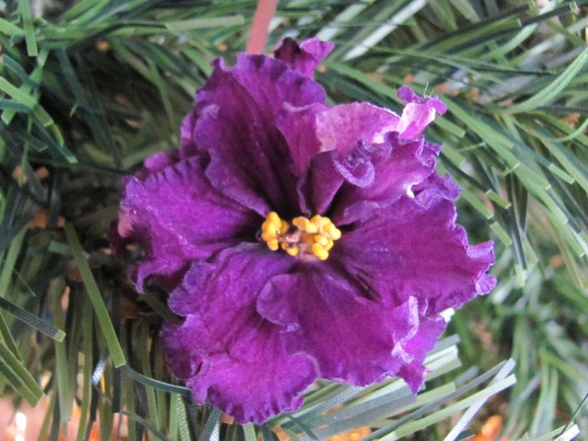  - ZZZ EK Wild Orchid EK Dikaia Orkhideia