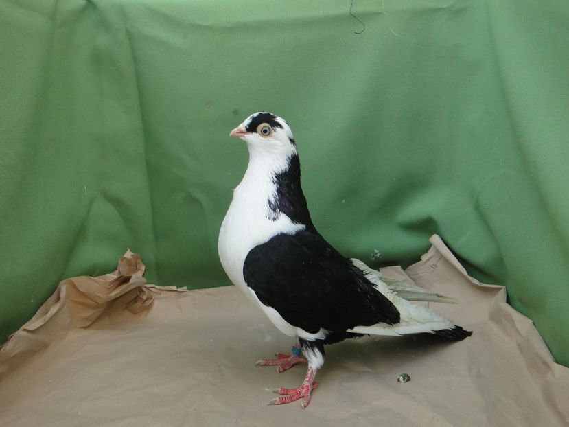 F 2018_6955 - arhiva_porumbei dragi mie