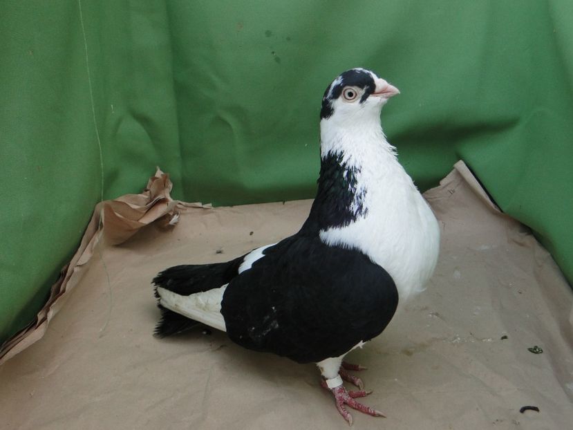 F 2013 - arhiva_porumbei dragi mie