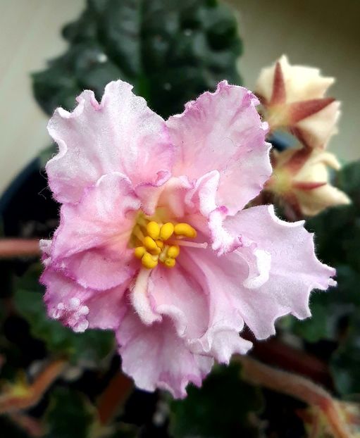  - Sunkissed Rose