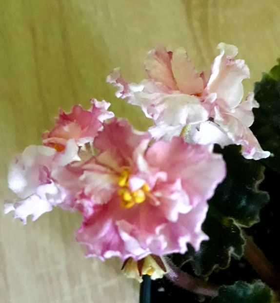  - Sunkissed Rose