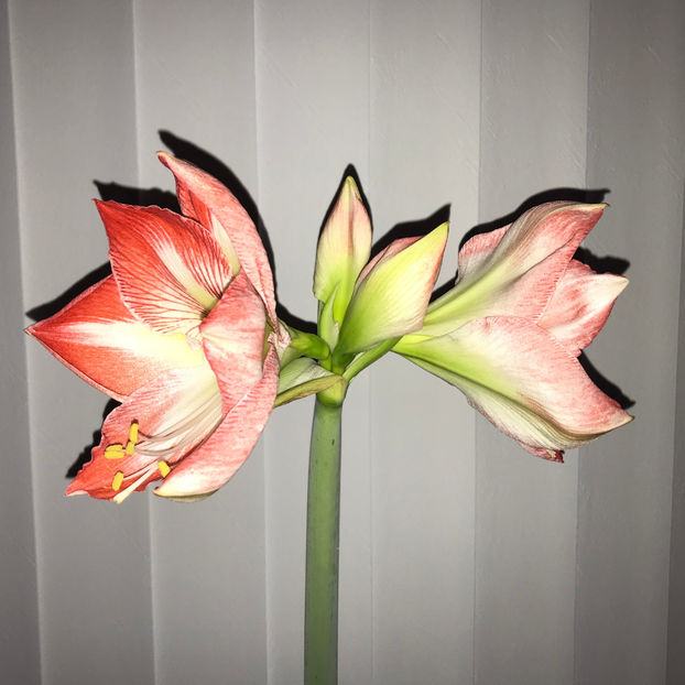  - 2018 Plante de interior