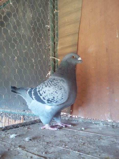 F 2015 - Femele matca 2019