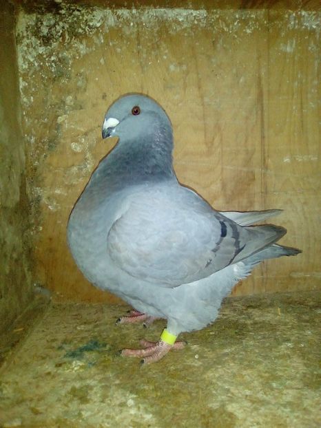  - Porumbei americani 2018