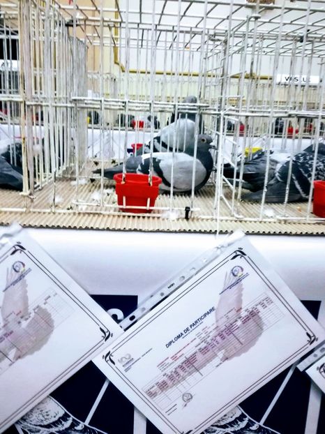 283 palmares 5 ani ( expo 2018 Botoșani ) - 4 Zburatori reprezentativi