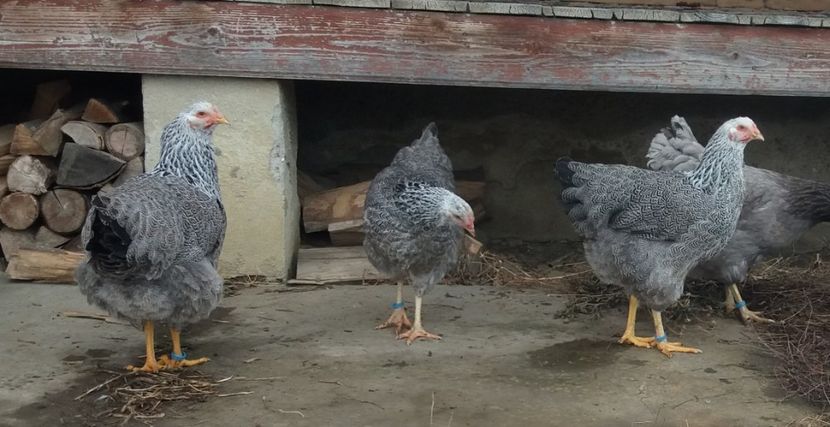  - 1 Plymouth rock silver 2012-2021 arhiva