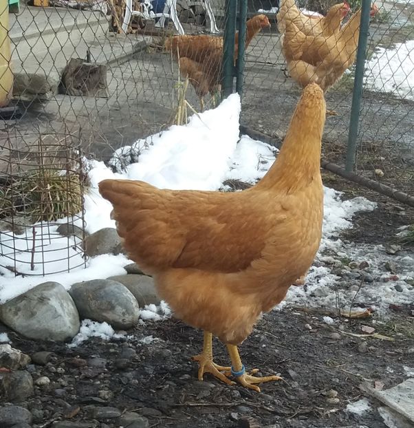 - 3 Plymouth rock buff 2014-2022 arhiva